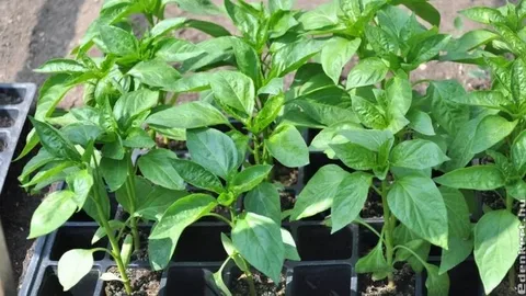 تصویر 2 از نشا فلفل دلمه‌ ای مقاوم به تنش گرمایی